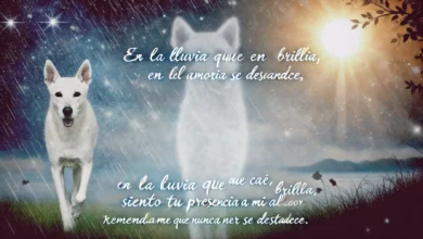 "Tus ojos llenos de amor y tu cola siempre alegre son imágenes que llevaré en mi corazón, recordándote con gratitud."